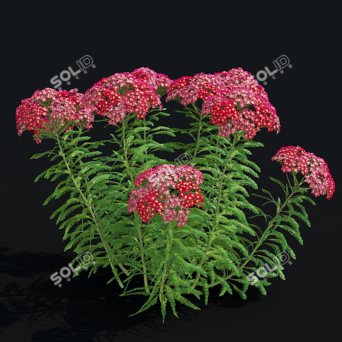 Achillea Millefolium Flower Collection 3D model image 2