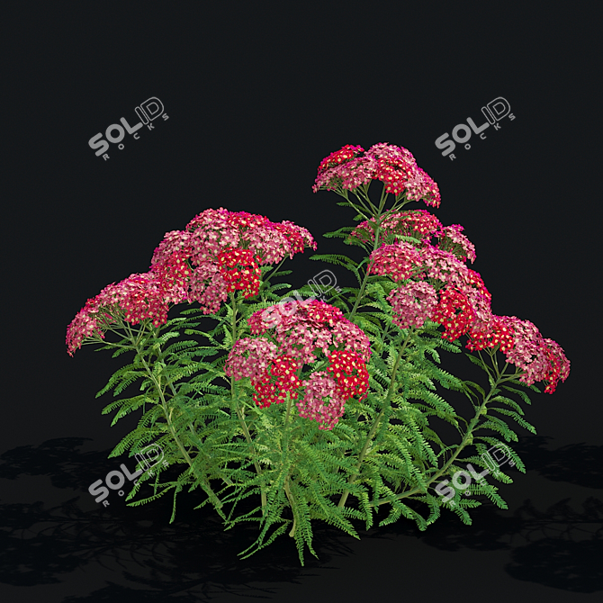 Achillea Millefolium Flower Collection 3D model image 3