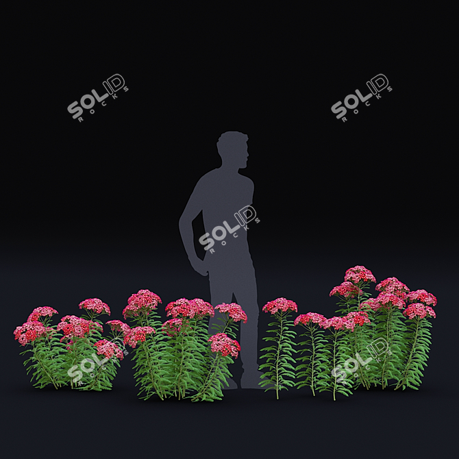 Achillea Millefolium Flower Collection 3D model image 6
