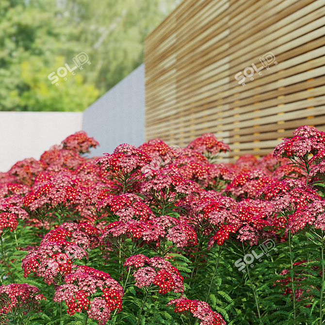 Achillea Millefolium Flower Collection 3D model image 7