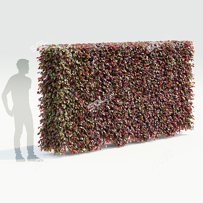  Beech Hedge Collection - Landscaping 3D model image 2