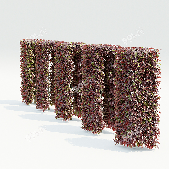  Beech Hedge Collection - Landscaping 3D model image 3