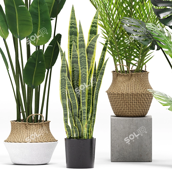 Stylish Indoor Plants Set 03 3D model image 3