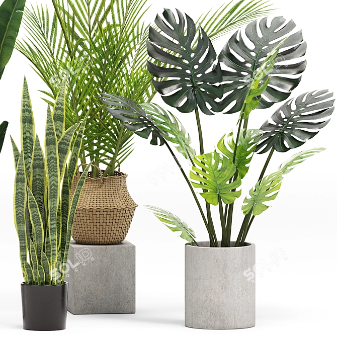 Stylish Indoor Plants Set 03 3D model image 5