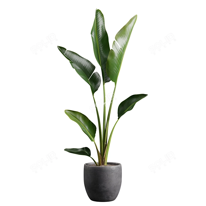 Tropical Beauty: Strelitzia Nicolai Pot 3D model image 1