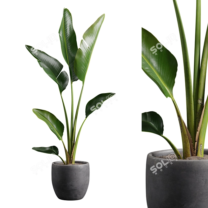 Tropical Beauty: Strelitzia Nicolai Pot 3D model image 2