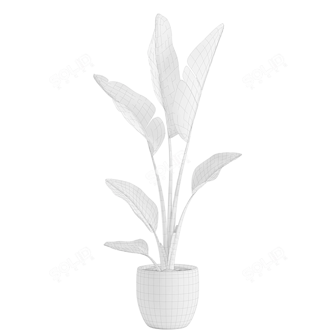 Tropical Beauty: Strelitzia Nicolai Pot 3D model image 3