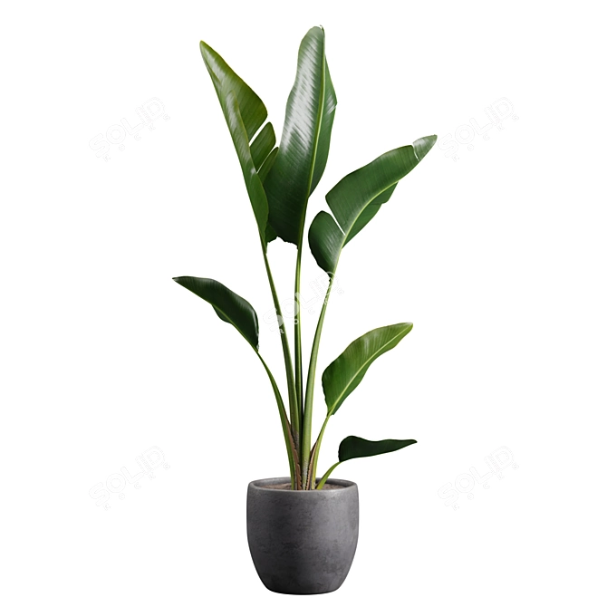 Tropical Beauty: Strelitzia Nicolai Pot 3D model image 5