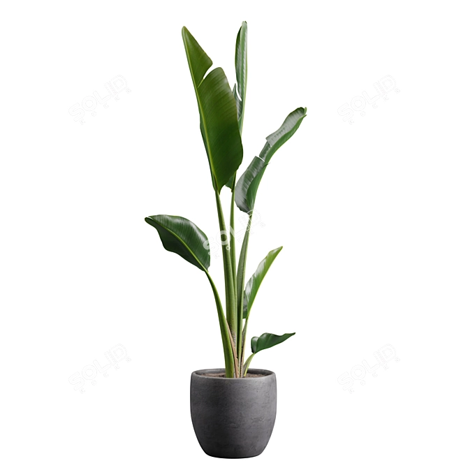 Tropical Beauty: Strelitzia Nicolai Pot 3D model image 6