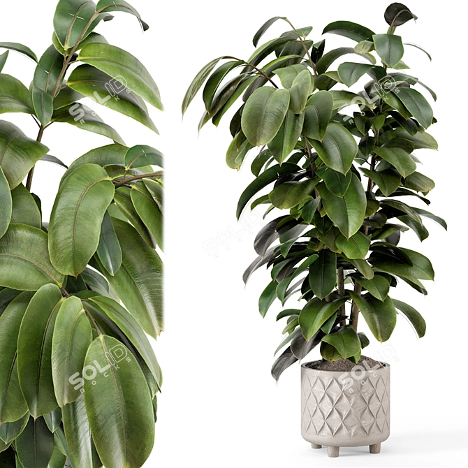 Modern Indoor Plant in Large Bau Pot 3D model image 7