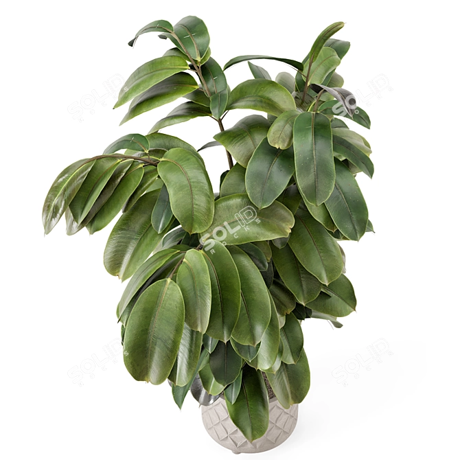 Modern Indoor Plant in Large Bau Pot 3D model image 1