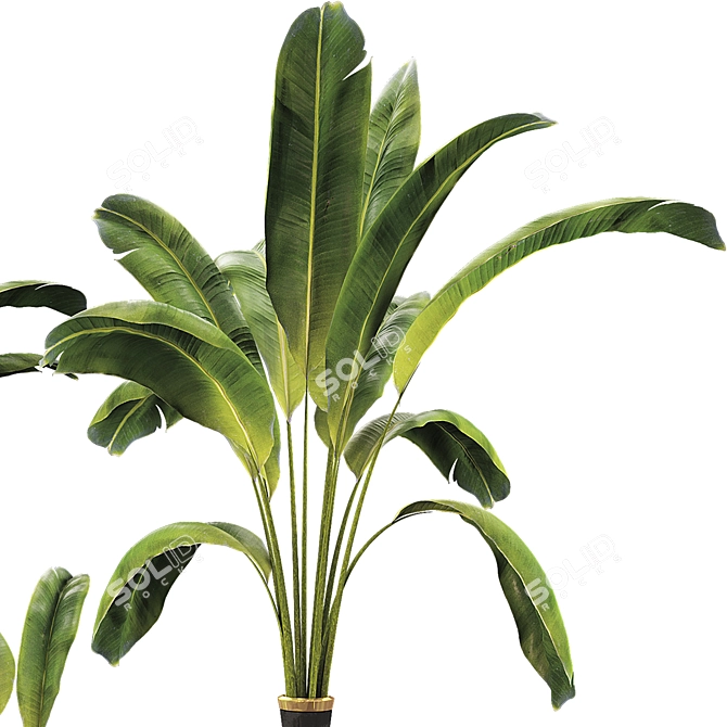 Banana Leaf Plant Vase Set 3D model image 4
