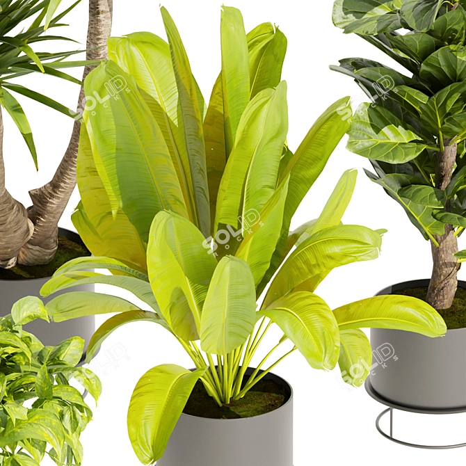 Premium Indoor Plant Collection 3D 3D model image 2