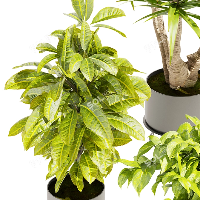 Premium Indoor Plant Collection 3D 3D model image 4