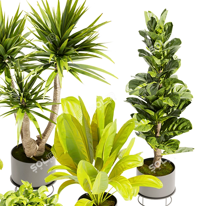 Premium Indoor Plant Collection 3D 3D model image 5