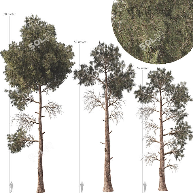 Jeffrey Pine Tree Variety Pack 3D model image 1