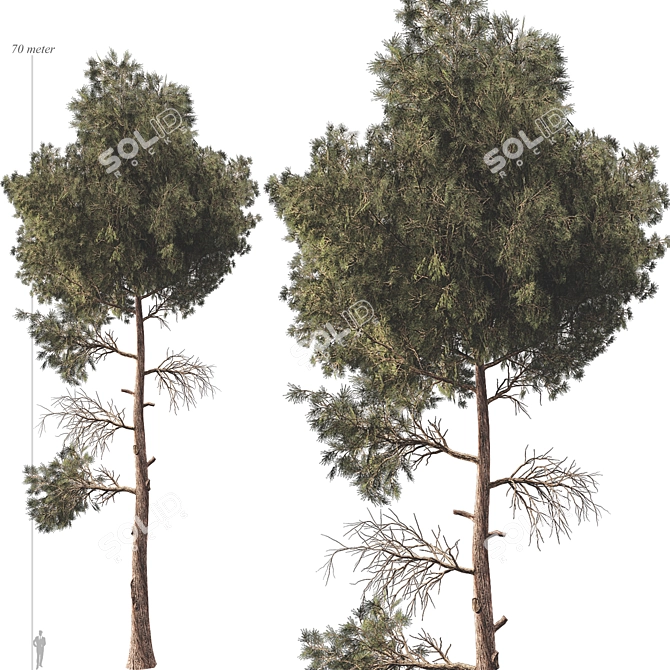 Jeffrey Pine Tree Variety Pack 3D model image 2