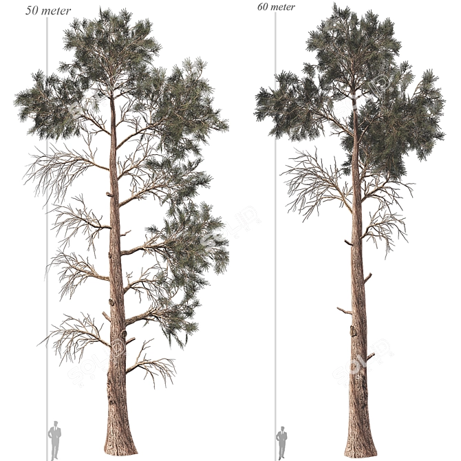 Jeffrey Pine Tree Variety Pack 3D model image 3