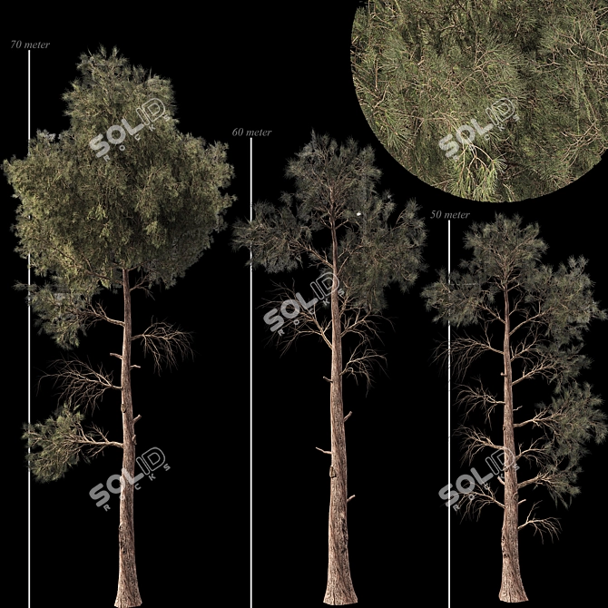 Jeffrey Pine Tree Variety Pack 3D model image 5