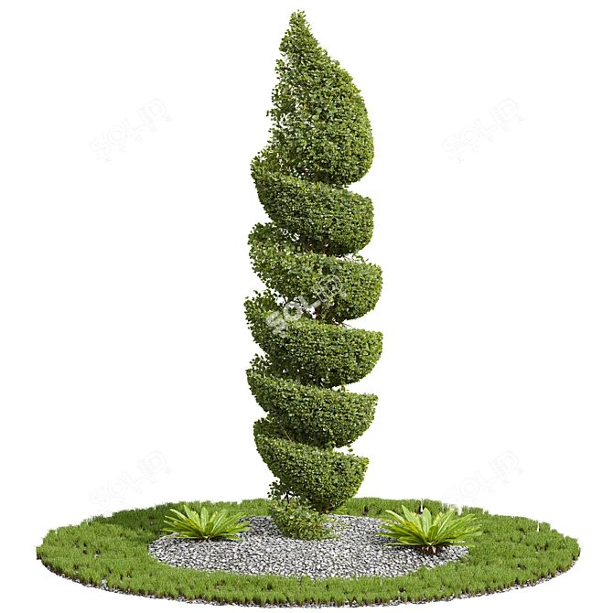 Pruned Concinna Bonsai Tree Model 3D model image 1