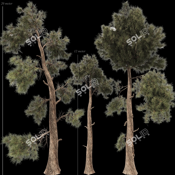 Jeffrey Pine Tree 3D Collection 3D model image 3