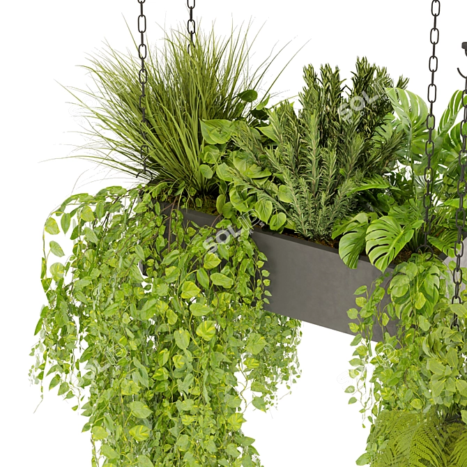 Pothos Ampelous Hanging Plant Model 3D model image 2