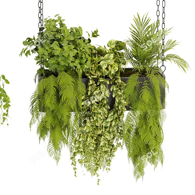 Pothos Ampelous Hanging Plant Model 3D model image 4