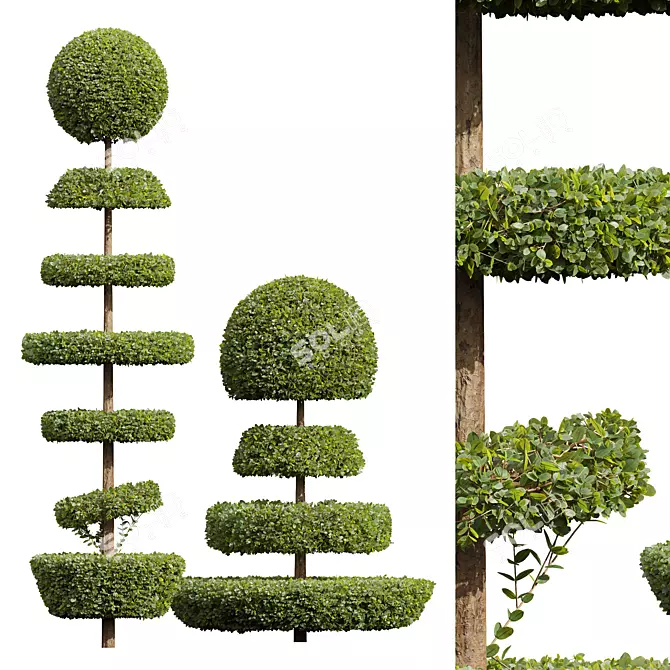 Nerve Plant Fittonia Bonsai Tree 3D model image 1