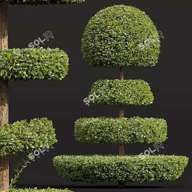 Nerve Plant Fittonia Bonsai Tree 3D model image 2