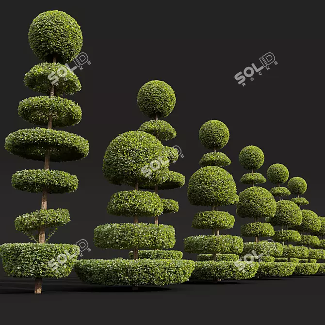 Nerve Plant Fittonia Bonsai Tree 3D model image 4