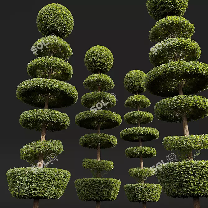 Nerve Plant Fittonia Bonsai Tree 3D model image 5