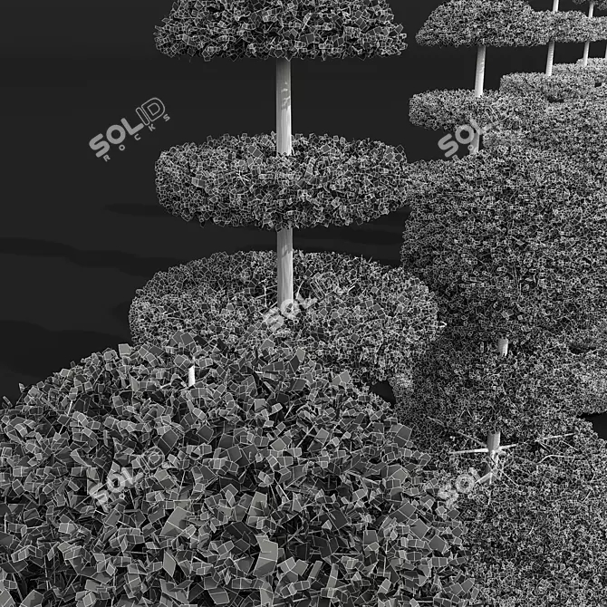 Nerve Plant Fittonia Bonsai Tree 3D model image 6