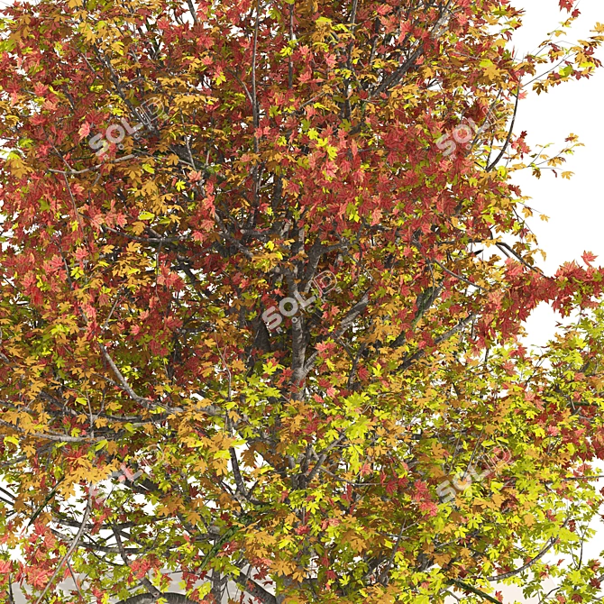 Autumn Mountain Maple Tree Model 3D model image 2