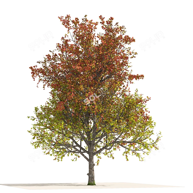 Autumn Mountain Maple Tree Model 3D model image 3