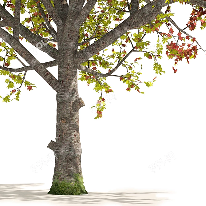 Autumn Mountain Maple Tree Model 3D model image 4