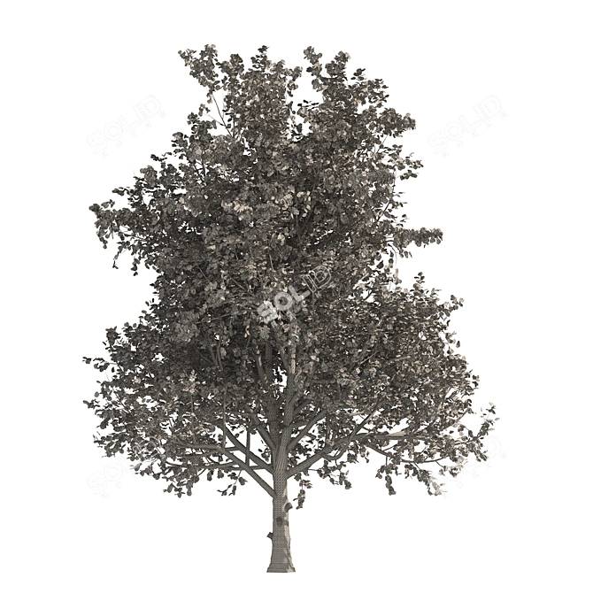 Autumn Mountain Maple Tree Model 3D model image 5