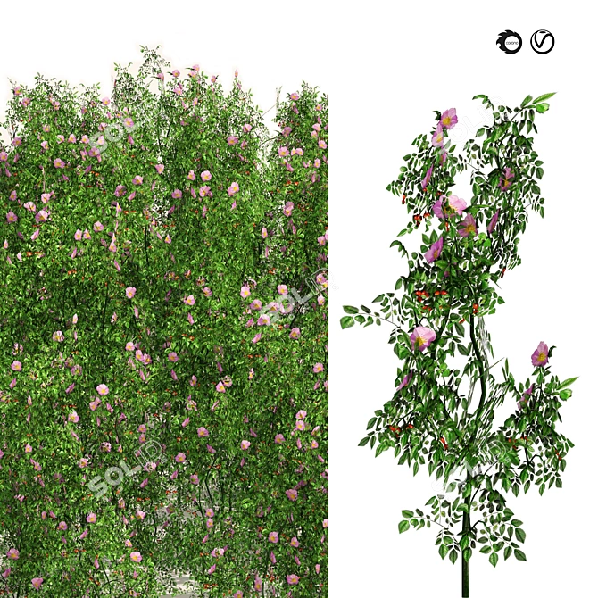 Blooming Dog Rose Field Model 3D model image 1