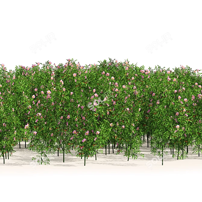 Blooming Dog Rose Field Model 3D model image 2