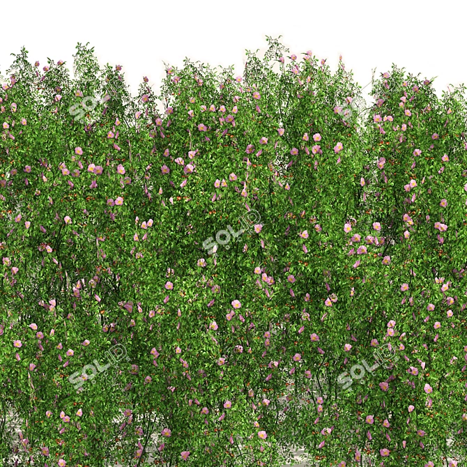 Blooming Dog Rose Field Model 3D model image 3