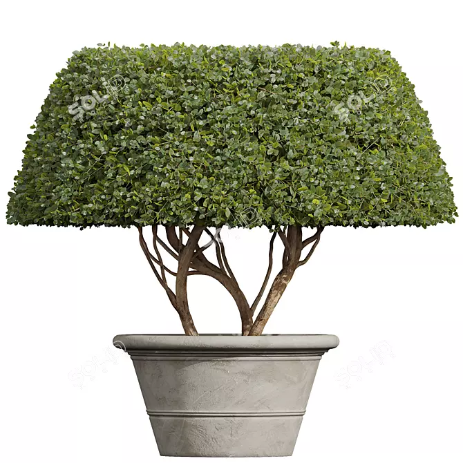 Nerve Plant 3D Models Set 3D model image 2