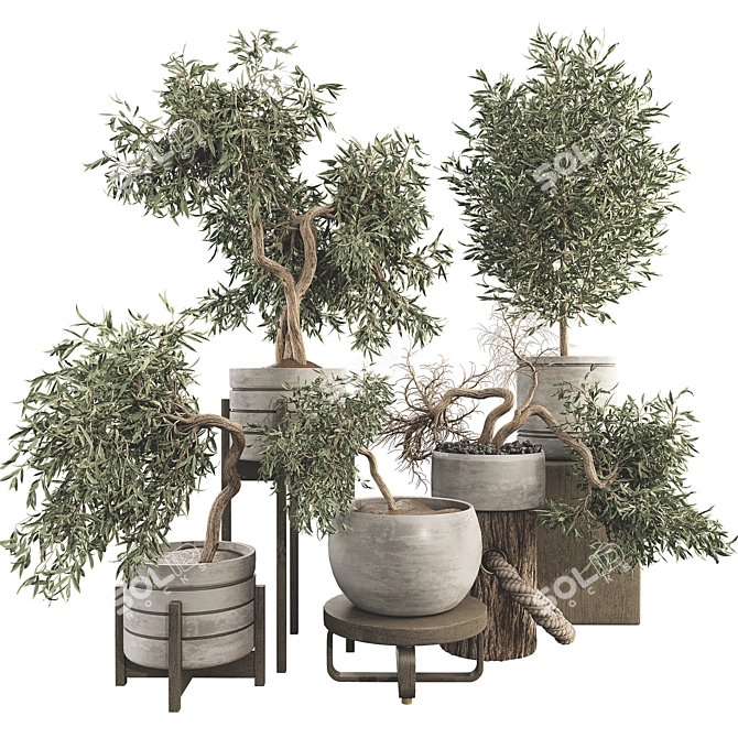 Olive Bonsai Tree Collection Set 3D model image 1