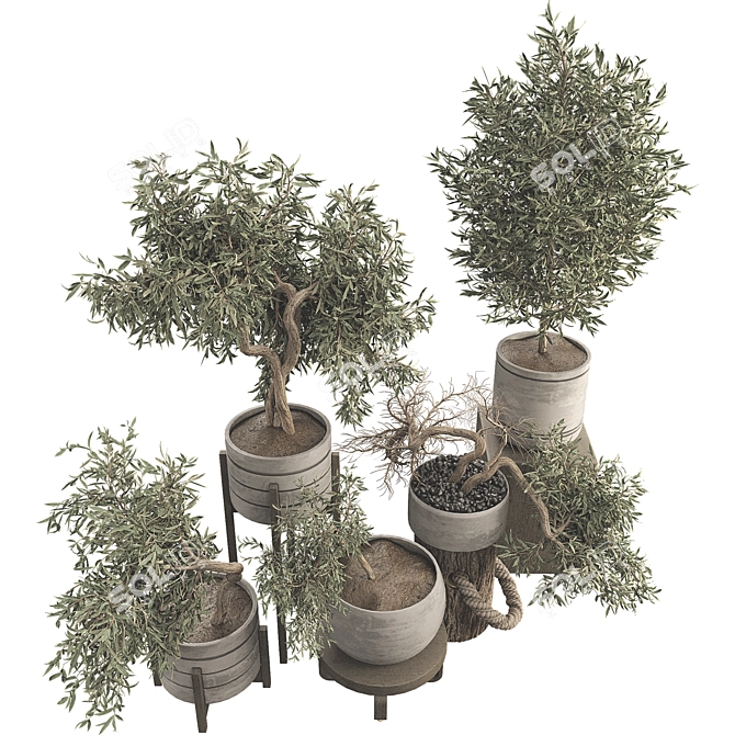 Olive Bonsai Tree Collection Set 3D model image 2