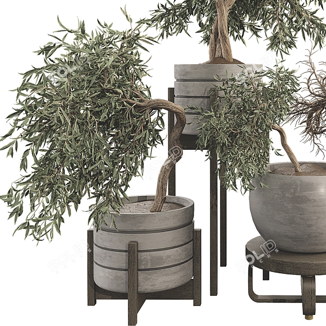 Olive Bonsai Tree Collection Set 3D model image 3