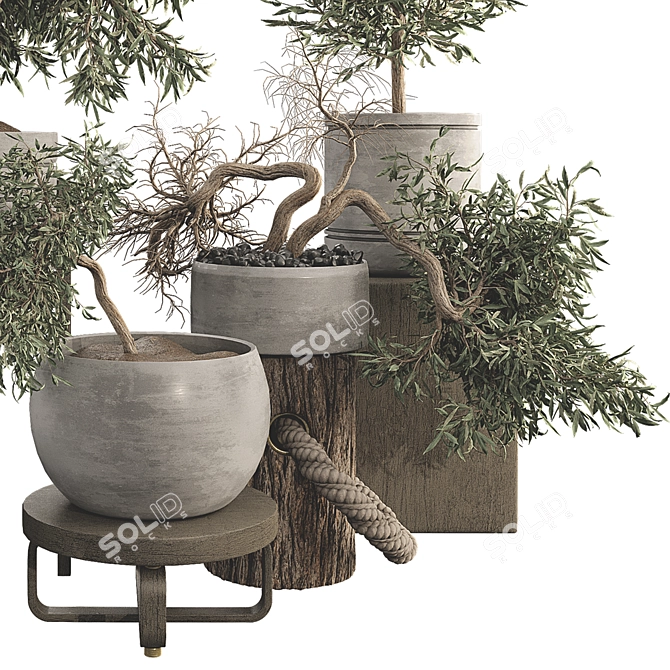 Olive Bonsai Tree Collection Set 3D model image 4