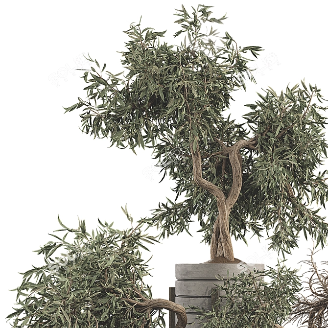 Olive Bonsai Tree Collection Set 3D model image 5