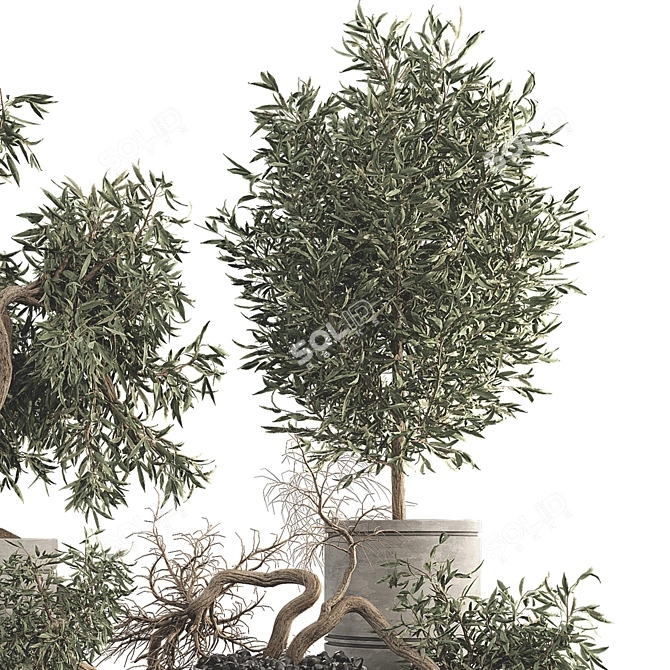 Olive Bonsai Tree Collection Set 3D model image 6