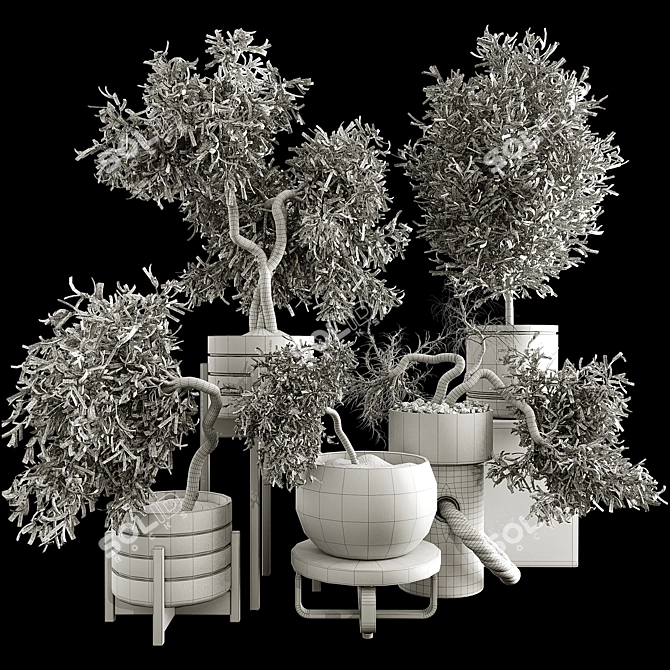 Olive Bonsai Tree Collection Set 3D model image 7