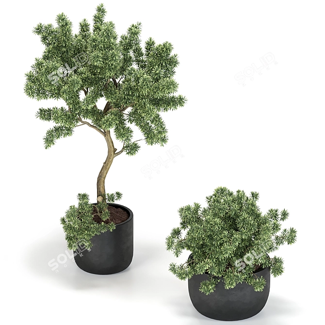 Corona Plant Collection Models 3D model image 2