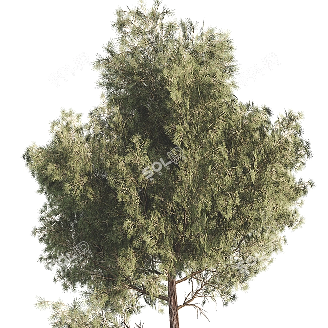 Botanical Outdoor Plant Set 3D 3D model image 4