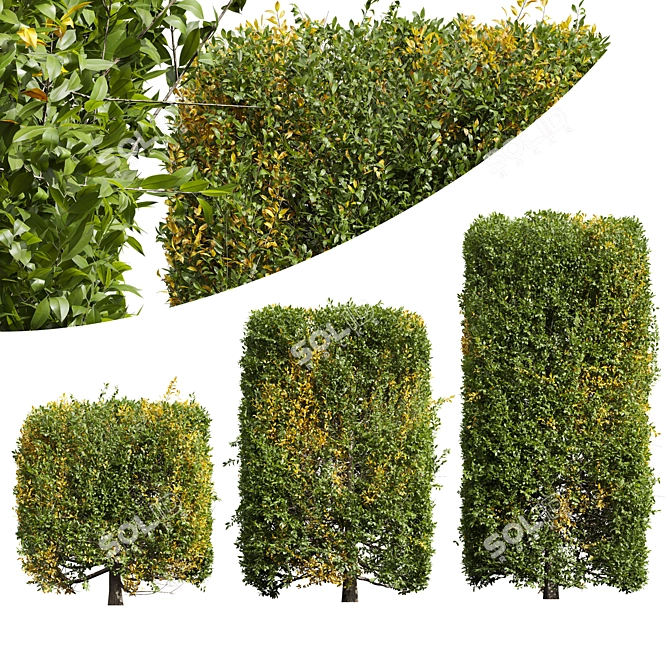 Waxyleaf Privet Plant Models 3D model image 1